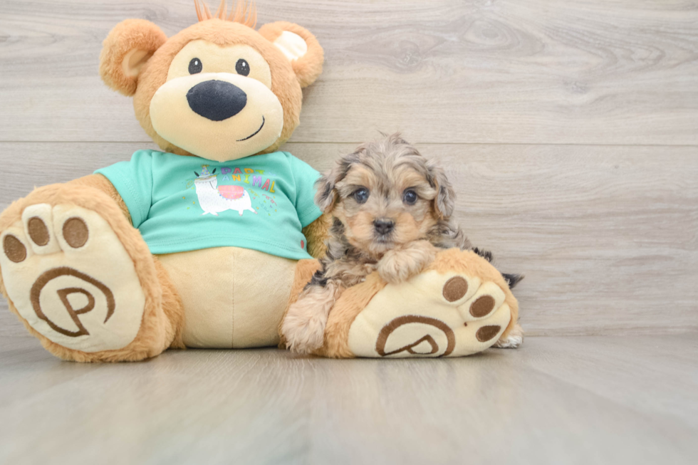 Funny Yorkie Poo Poodle Mix Pup