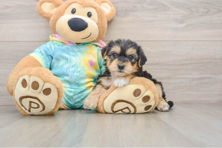 Yorkie Poo Puppy for Adoption