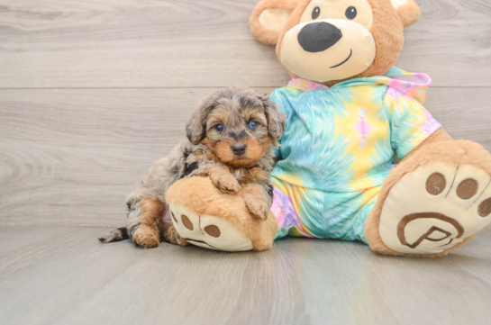 JACKSON, a Yorkie Poo littermate