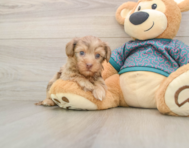 9 week old Yorkie Poo Puppy For Sale - Fairfield Furbabies