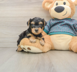 8 week old Yorkie Poo Puppy For Sale - Fairfield Furbabies