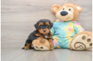 Yorkie Poo Puppy for Adoption