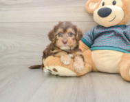 9 week old Yorkie Poo Puppy For Sale - Fairfield Furbabies