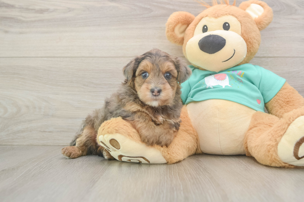 7 week old Yorkie Poo Puppy For Sale - Fairfield Furbabies