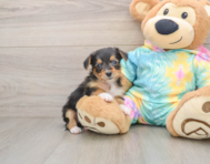 9 week old Yorkie Poo Puppy For Sale - Fairfield Furbabies