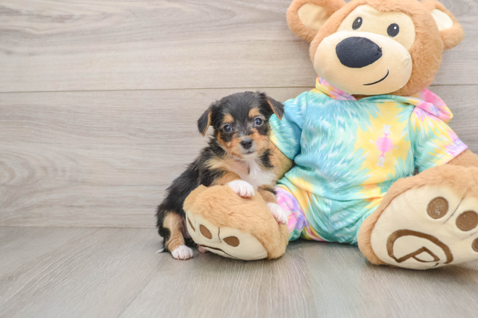 Adorable Yorkiedoodle Poodle Mix Puppy