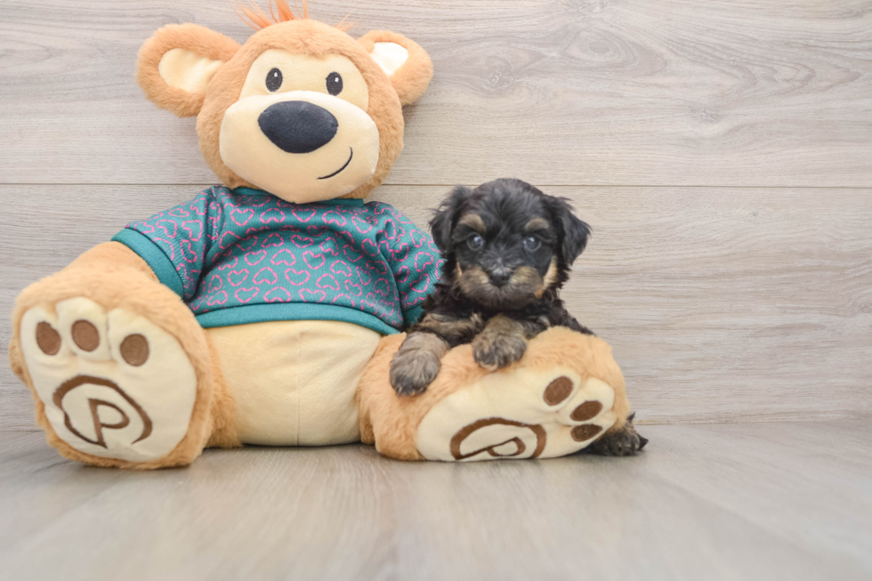 Energetic Yorkipoo Poodle Mix Puppy