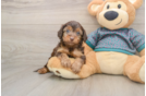 Best Yorkie Poo Baby