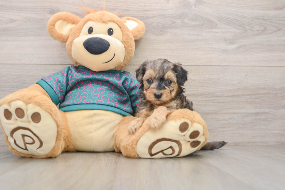 Energetic Yorkipoo Poodle Mix Puppy