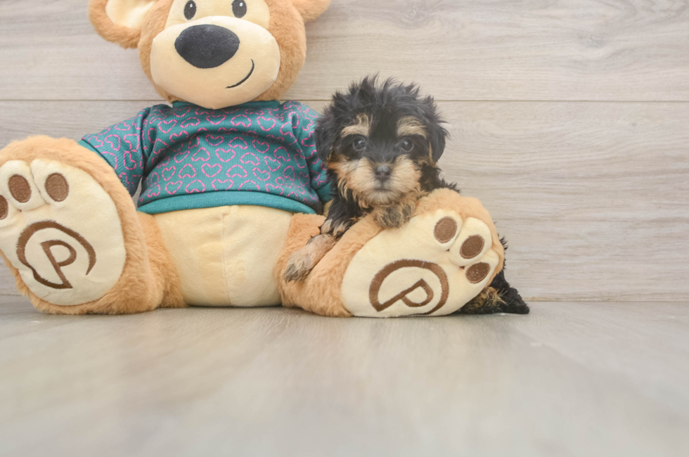 8 week old Yorkie Poo Puppy For Sale - Fairfield Furbabies