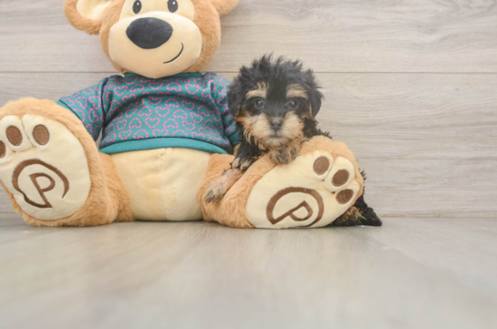 8 week old Yorkie Poo Puppy For Sale - Fairfield Furbabies Best Yorkie Poo Baby