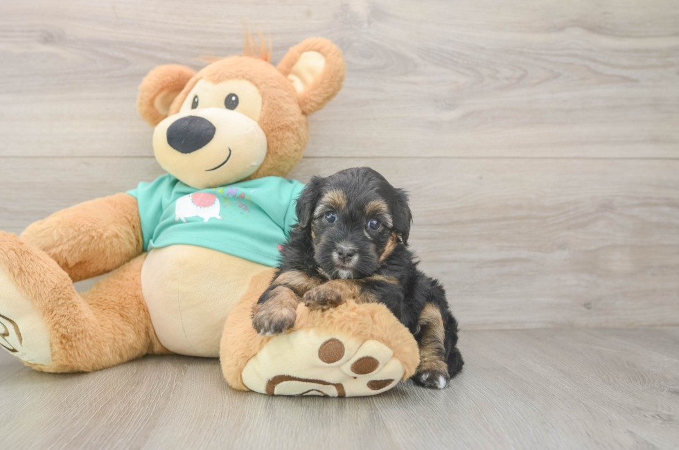 7 week old Yorkie Poo Puppy For Sale - Fairfield Furbabies