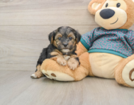 9 week old Yorkie Poo Puppy For Sale - Fairfield Furbabies