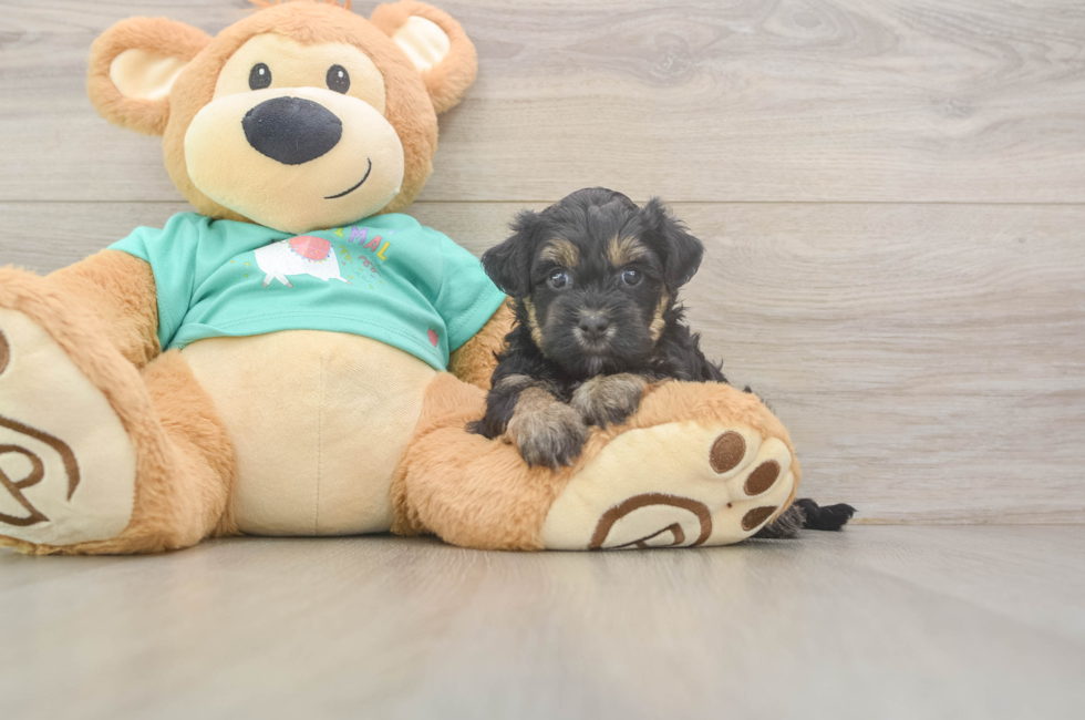 7 week old Yorkie Poo Puppy For Sale - Fairfield Furbabies