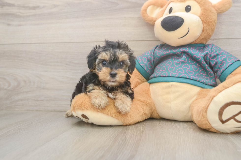 8 week old Yorkie Poo Puppy For Sale - Fairfield Furbabies