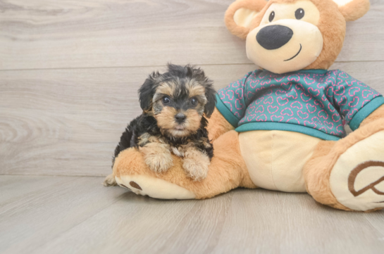 8 week old Yorkie Poo Puppy For Sale - Fairfield Furbabies Yorkie Poo Puppy for Adoption