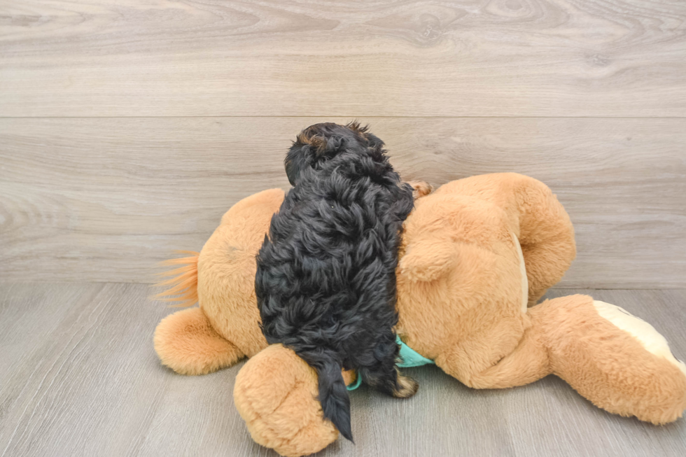 Energetic Yorkipoo Poodle Mix Puppy