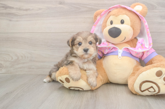 Yorkie Poo Pup Being Cute