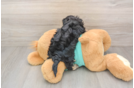 Best Yorkie Poo Baby