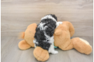 Energetic Yorkipoo Poodle Mix Puppy