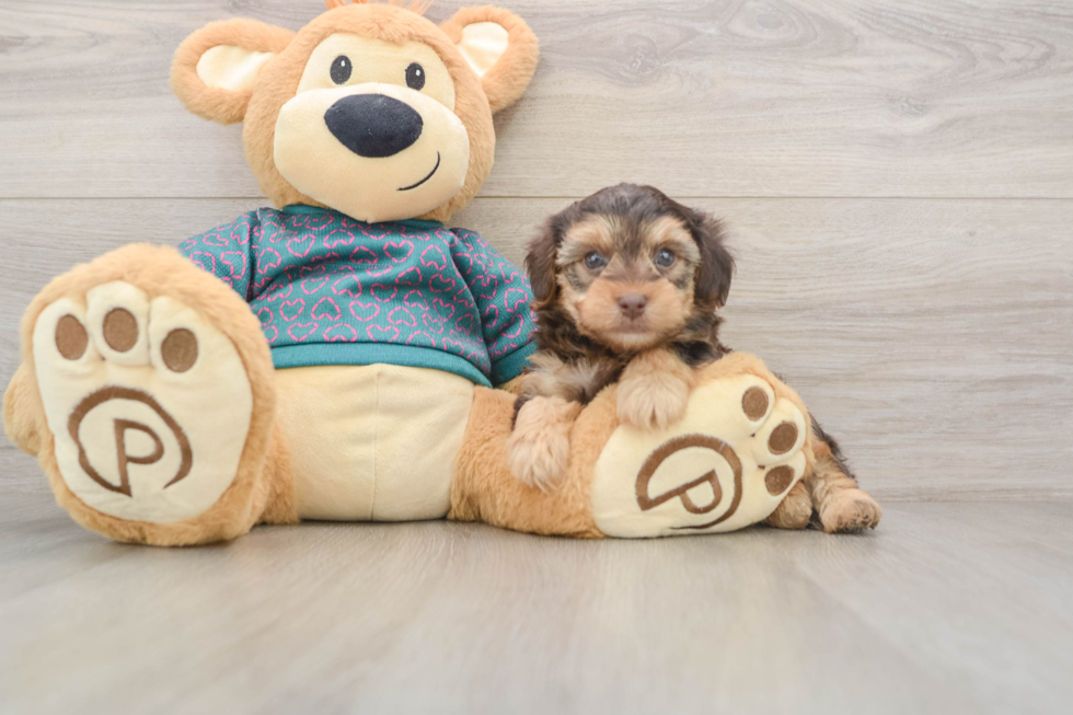 Petite Yorkie Poo Poodle Mix Pup