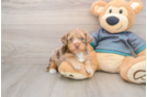 Happy Yorkie Poo Baby