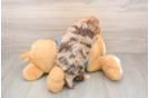 Little Yorkie Poodle Mix Poodle Mix Puppy