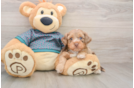 Yorkie Poo Puppy for Adoption
