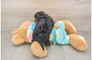 Energetic Yorkipoo Poodle Mix Puppy