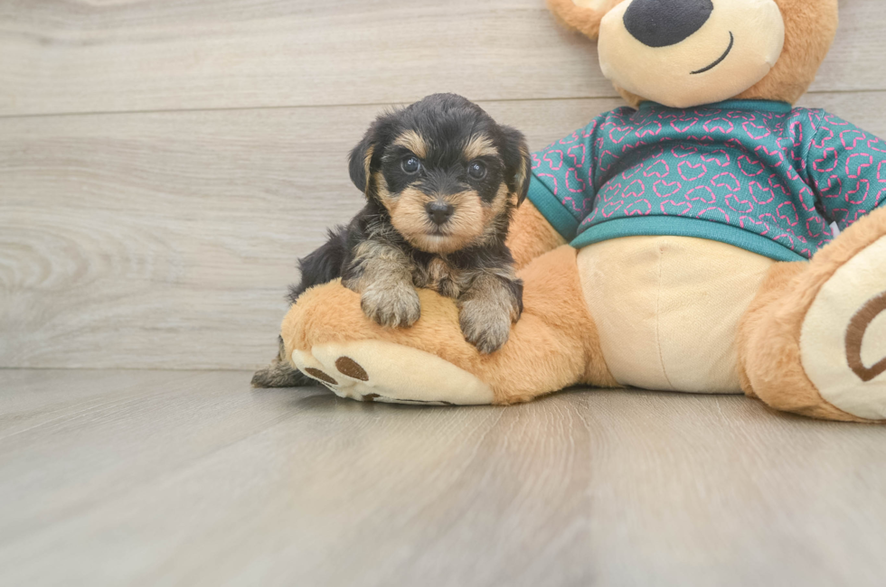 7 week old Yorkie Poo Puppy For Sale - Fairfield Furbabies