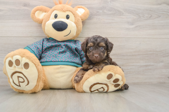 Playful Yo Yo Poo Poodle Mix Puppy