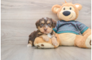 Fluffy Yorkie Poo Poodle Mix Pup
