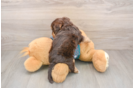 Petite Yorkie Poo Poodle Mix Pup
