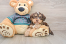 Smart Yorkie Poo Poodle Mix Pup