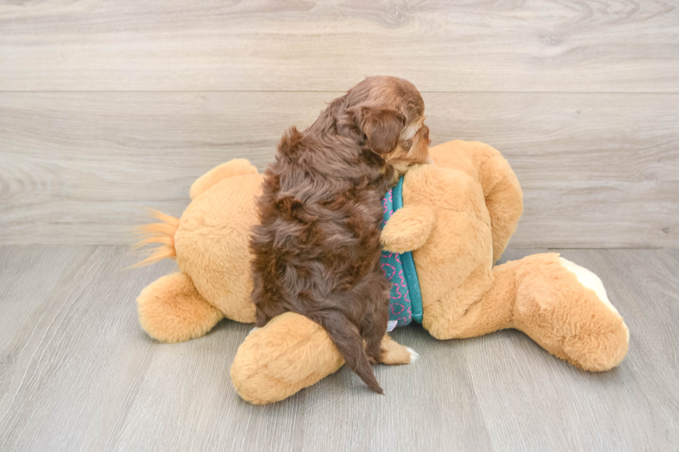 Yorkie Poo Pup Being Cute