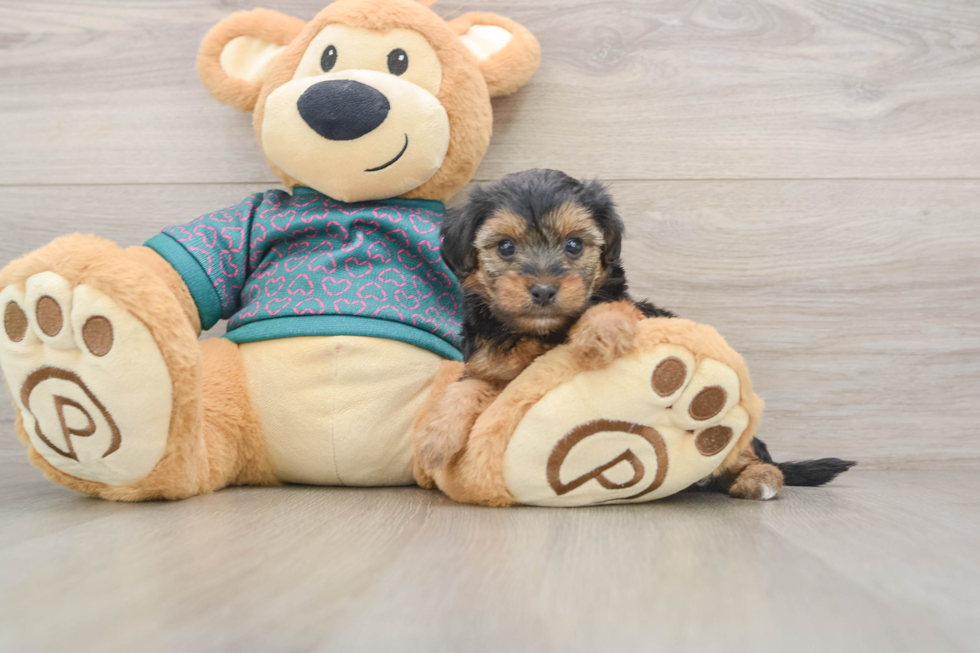 Funny Yorkie Poo Poodle Mix Pup
