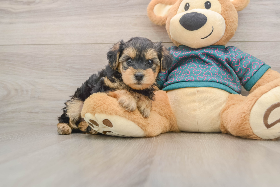 Best Yorkie Poo Baby