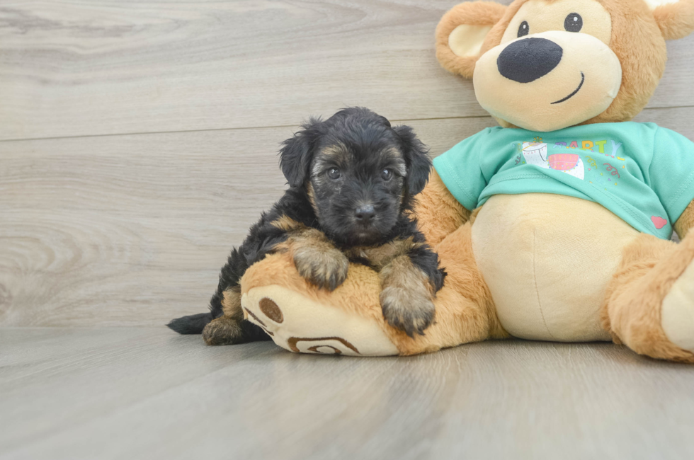 7 week old Yorkie Poo Puppy For Sale - Fairfield Furbabies