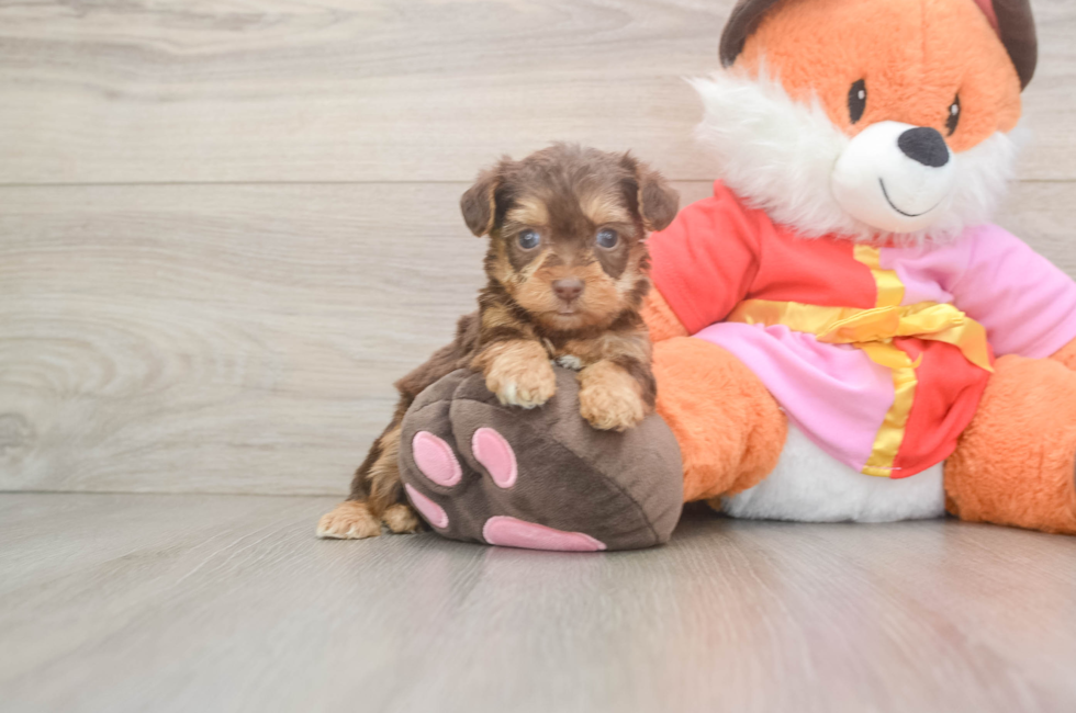 7 week old Yorkie Poo Puppy For Sale - Fairfield Furbabies
