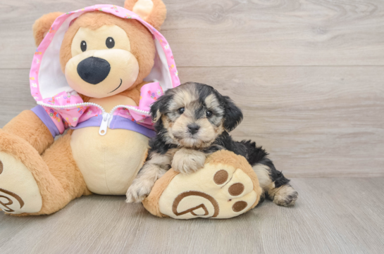 Best Yorkie Poo Baby