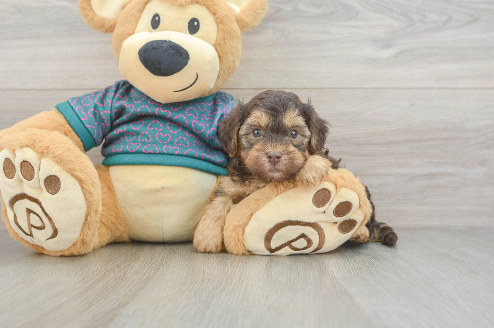 6 week old Yorkie Poo Puppy For Sale - Fairfield Furbabies