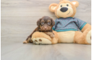 Yorkie Poo Pup Being Cute
