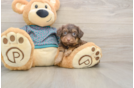 Yorkie Poo Pup Being Cute
