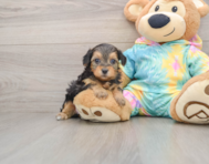 8 week old Yorkie Poo Puppy For Sale - Fairfield Furbabies