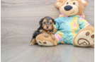 Best Yorkie Poo Baby