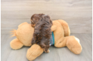 Yorkie Poo Pup Being Cute