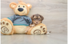 Friendly Yorkie Poo Baby