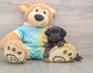 8 week old Yorkie Poo Puppy For Sale - Fairfield Furbabies