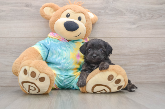 Yorkie Poo Pup Being Cute