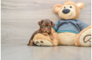 Petite Yorkie Poo Poodle Mix Pup